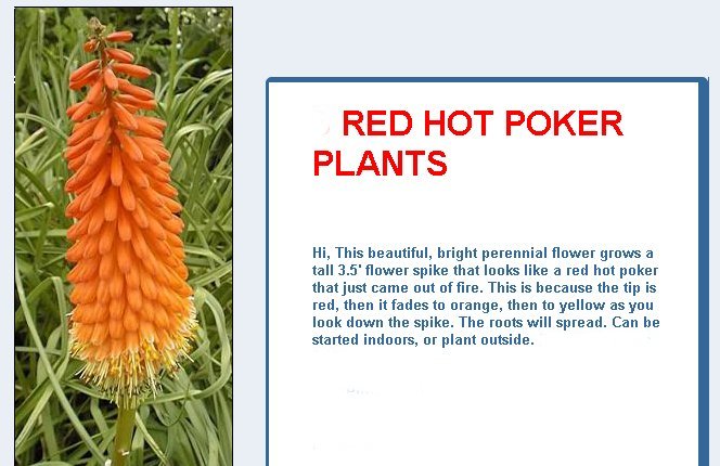 red_hot_poker.jpg (66572 octets)